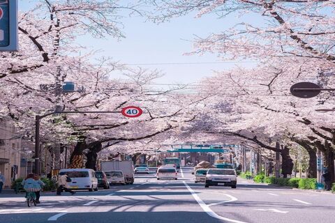 空气新酿的清新 是樱花味的🌸 weibo @pursuebe